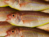 Fish for Sale at Tsukiji Fish Market