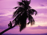 Young Boy in Palm Tree at Sunset