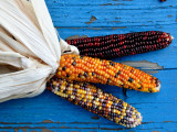 Indian Corn