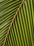 Palm Frond  Westpunt