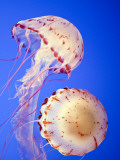Jellyfish in Monterey Bay Aquarium