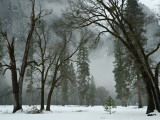 Arching Black Oaks