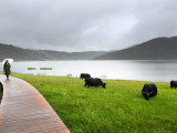 Yaks Along Lake