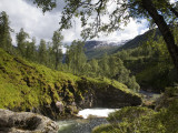 Forest and River in Summer