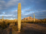 Saguaro Cacti (Carnegiea Gigantea) at Dawn  in Organ Pipe Cactus National Monument