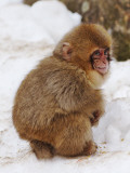 Baby Snow Monkey (Japanese Macaque) at Jigokudani Yaen-Koen Hot Spring