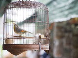 Bird in Cage at Mong Kok Bird Market
