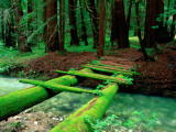 Bridge Covered in Moss over Little Sur River