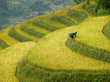 Black H'Mong Woman in Rice Field Terraces Near Tafen Village