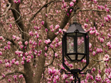 Detail of Lantern and Magnolias Blooming  City Hall Park  Lower Manhattan