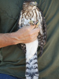 Prior to Release  Cooper's Hawk Is Displayed by Volunteer at Hawk Hill  Marin Headlands