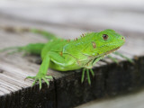 Green Iguana on Breakfast Table at Bucuti Beach Resort on Eagle Beach