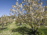 Cherry Trees Flowering in Springtime