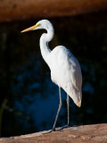 Great Egret on Gibb River