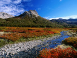 Lenga (Nothofagus) in Autumn Colours  Laguna Jakob