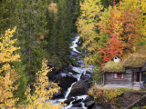 Forest of Birches and Aspens in Autumn by Brook with Traditional Wooden Forest Hut