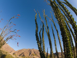 Ocotillo Cactus