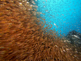 School of Glasfish