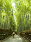 Bamboo Forest  Arashiyama