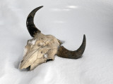 Buffalo Skull