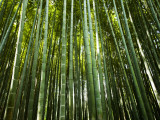Bamboo Forest  Arashiyama-Sagano District