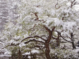 Snow Covered Tree in Garden of Heian Shrine During Snowfall