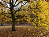 Autumn in Greenwich Park