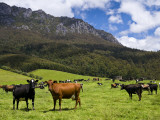 Cows in Lush Pastures and the Rocky Peak of Mt Roland