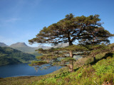Scots Pines on Shore of Loch Hourn  Knoydart Peninsula