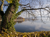 Tree on Shore of the Bodensee (Lake Constance)