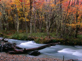 Nothofagus Forest and Stream on Hielo Azul Circuit Walk  Comarca Andina  Lake District
