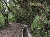 Levada Do Furado