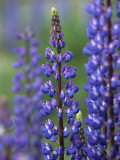 Lupines in Simpson River National Park  Near Puerto Aysen  Patagonia