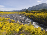 Landscape with Scotch Broom Growing in Abundance