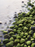 Algae-Covered Boulders on Beach