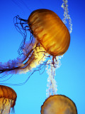 Jellyfish in Monterey Bay Aquarium
