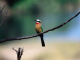 Little Bee Eater Sits on a Branch