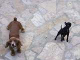 Two Dogs Barking