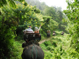 Tourists Riding Elephants Along a Chiang Mai Elephant Camp Trail