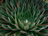 Giant Lobelia Detail