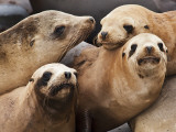 Sea Lions