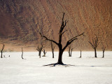 Bare Trees in Salt Plain with Sheer Hills Behind