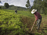 Farmers Clearing Shrub from Corn Fields Near Sabalpop Village