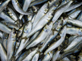 Sardines at the Fish Market
