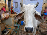 Cow on Street Inside Fort Walls
