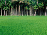 Rice Field with Betel Nut Trees in Background