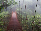 Cost Rica Monteverde Eco Tourism Canopy Walkway in Cloudfores