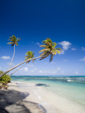 Palm Trees and Long Haul Beach