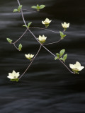 Ansel+adams+dogwood+blossoms