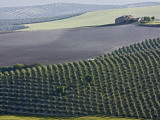 Country House in Middle of Olive Fields